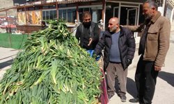 Şifa kaynağı çiriş otu' tezgahlardaki yerini aldı