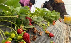 Tarla ile market rafları arasındaki farka üretici bile inanamıyor