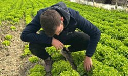 Tarladan güzel haber geldi...35 liraya tarladan satılan marul yüzleri güldürdü