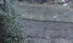 Tortum'da nesli tükenme tehlikesinde olan vaşak görüntülendi