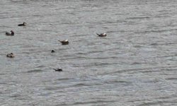 Van Gölü havzasında 'Mavi Gaga' heyecanı: Nadir misafirler geri döndü