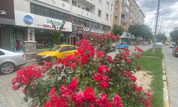 Caddeler Kızıl Gül Olsun, Şehir Kızıl Gül Koksun
