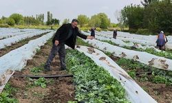 Iğdır’da Hasat Heyecanı: Örtü Altı Karpuzlar Haziran’da Tezgahlarda