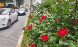 YAĞMUR GÜLLERE YARADI, ANCAK BÖCEK TEHDİDİ BAŞ GÖSTERDİ