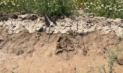 IĞDIR KARAKOYUNLU’DA YENİDEN AYI TEDİRGİNLİĞİ: ÇİFTÇİLER TARLAYA KORKUYLA GİDİYOR