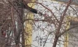 Ağaçta mahsur kalan güvercini itfaiye ekipleri kurtardı