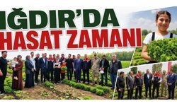 Iğdır’da Hasat Zamanı: Doğu Anadolu’nun Taze Sebze İhtiyacı Bu Ovadan Karşılanacak!