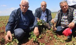 Ceviz büyüklüğündeki dolu yağışı tarım arazilerine zarar verdi