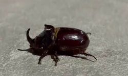 Dünyanın en güçlü böceği görüldü
