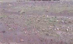 Iğdır'da sağanak ve dolu sonrası sel: Hayvanlar son anda kurtarıldı