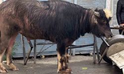 Iğdır'da Sahibinin elinden kaçan manda yavrusu yaşlı adamı yere savurdu