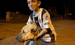 Köyde iki ayının saldırısına uğrayan Sencar'ın imdadına çoban köpeği Kral yetişti