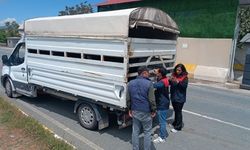 Kurban Bayramı öncesi hayvan sevklerine sıkı denetim