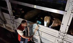 Kurban Bayramı öncesi İstanbul'da sevk noktalarında yoğun mesai