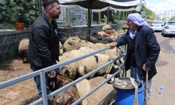 Kurban pazarında sessizlik: Satıcılar son günleri bekliyor
