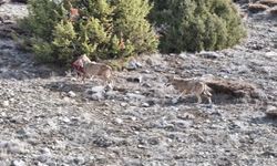 Kurt sürüsünün av taşıdığı anlar kamerada