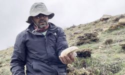 Mantar altınla yarışıyor