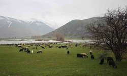 Meralar yeşerdi, hayvanlar otlaklara çıktı