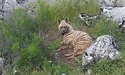 Nesli tükenmekte olan sırtlan görüldü