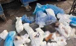 Poşetler içinde 33 ölü kedi bulundu