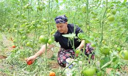 Üretilen dangalak domatesin hasadı başladı