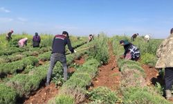 Verimsiz araziler lavanta tarlasına dönüştü