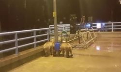 Barajda gece nöbeti tutan güvenlikçiye iki ayı yavrusu sürprizi