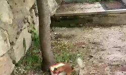 Ceviz bulamayınca kabı protesto etti: Sincap ile vatandaşın diyaloğu gülümsetti