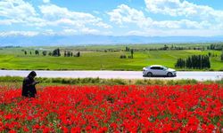 Doğal gelincik tarlası vatandaşların ilgi odağı oldu