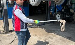 TUZLUCA’DA “YILAN” SEFERBERLİĞİ: KÖYDE BAŞLADI, SANAYİDE BİTTİ!