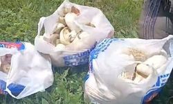 Erzurum'da sağanak yağışların ardından mantar bereketi: 45 dakikada poşetler doldu