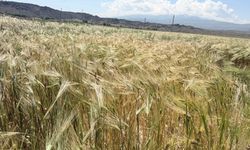 Iğdır Ovası’ndaki Arpalar Sarardı