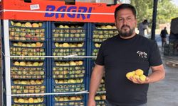 Iğdır’da Kayısı Hasadı Başladı