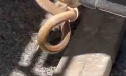 Iğdır'da eve giren yılan paniğe neden oldu