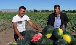 Iğdır'da Erken Hasat Heyecanı: İlk Karpuzlar 29 Haziran'da Tüketiciyle Buluşuyor