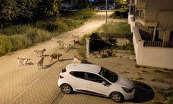 Köpek sürüsü tedirginliği