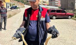 Otomobile giren yılanı itfaiye ekipleri çıkardı