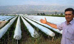 Üzüm bağları beyaz naylonla korunacak