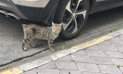 KEDİLERE VAHŞET: IĞDIR’DA KUYRUĞU KESİK KEDİ SAYISI HER GEÇEN GÜN ARTIYOR!