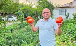 Iğdır'ın Süper Domatesi Adı Gibi Süper