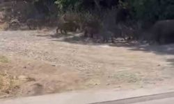 Aç kalan domuzlar mahalleye ve mesire alanına indi