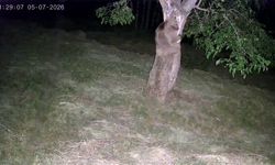 Ayı ve domuz sürüleri bahçeleri talan etti