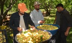 IĞDIR’DA KAYISI HASADI BURUK BAŞLADI