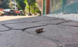 IĞDIR’DA ÇEKİRGE İSTİLASI BAŞLADI