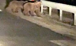 İki ayı yavrusu kamerada