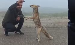 Karşılaştıkları tilkiyi kekle besledi