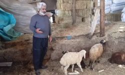 Kurtlar ağıla girdi: 14 koyun telef oldu, 30 hayvan kayboldu