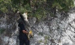 Uçurumda mahsur kalan keçiyi itfaiye kurtardı