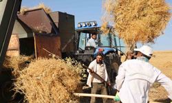 Yüksek sıcaklıkta hasat