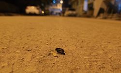 IĞDIR’DA BÖCEK ALARMI: CADDE VE SOKAKLARI LAĞIM BÖCEKLERİ SARDI!